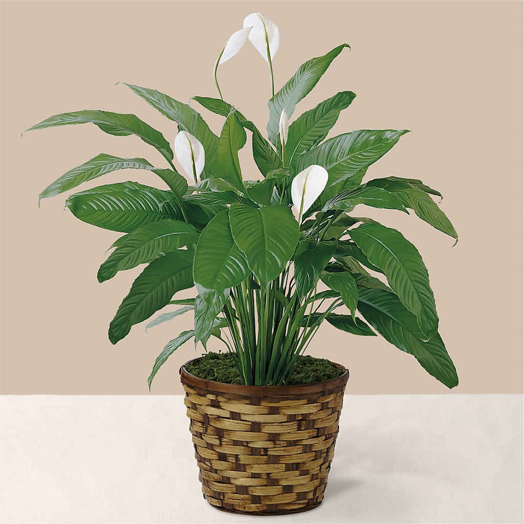 Tranquil Moments Peace Lily Plant – A Heavenly Florist, Newport News VA