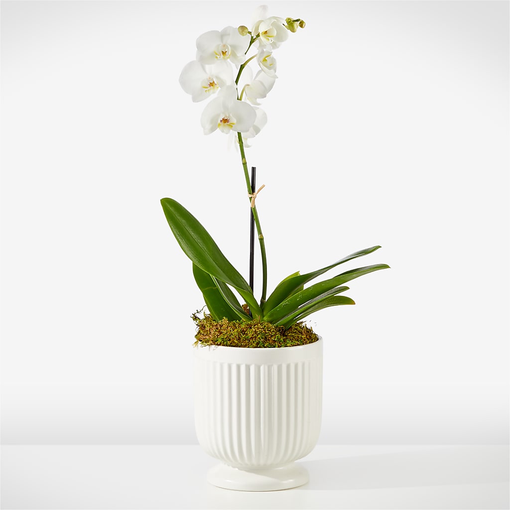 Whispering White Orchid – A Heavenly Florist, Newport News VA