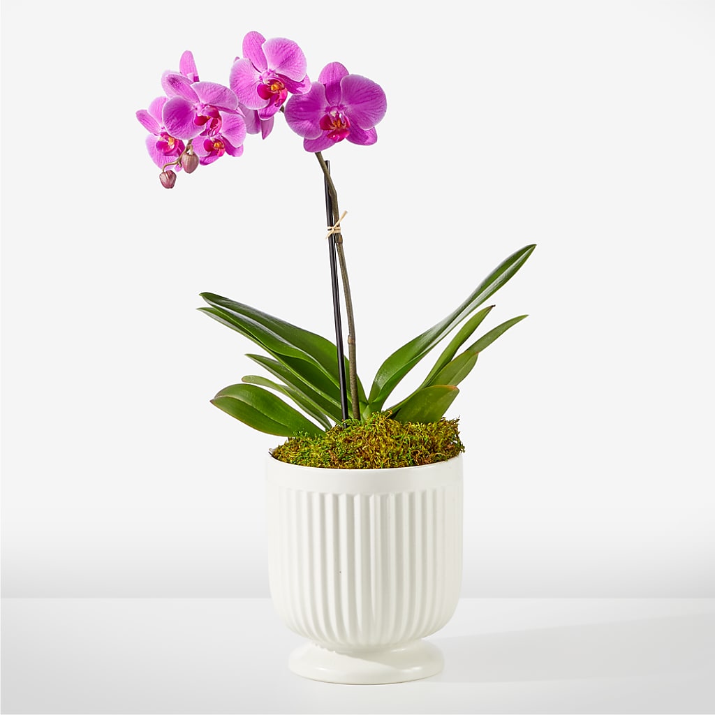 Friendly Fuchsia Orchid – A Heavenly Florist, Newport News VA