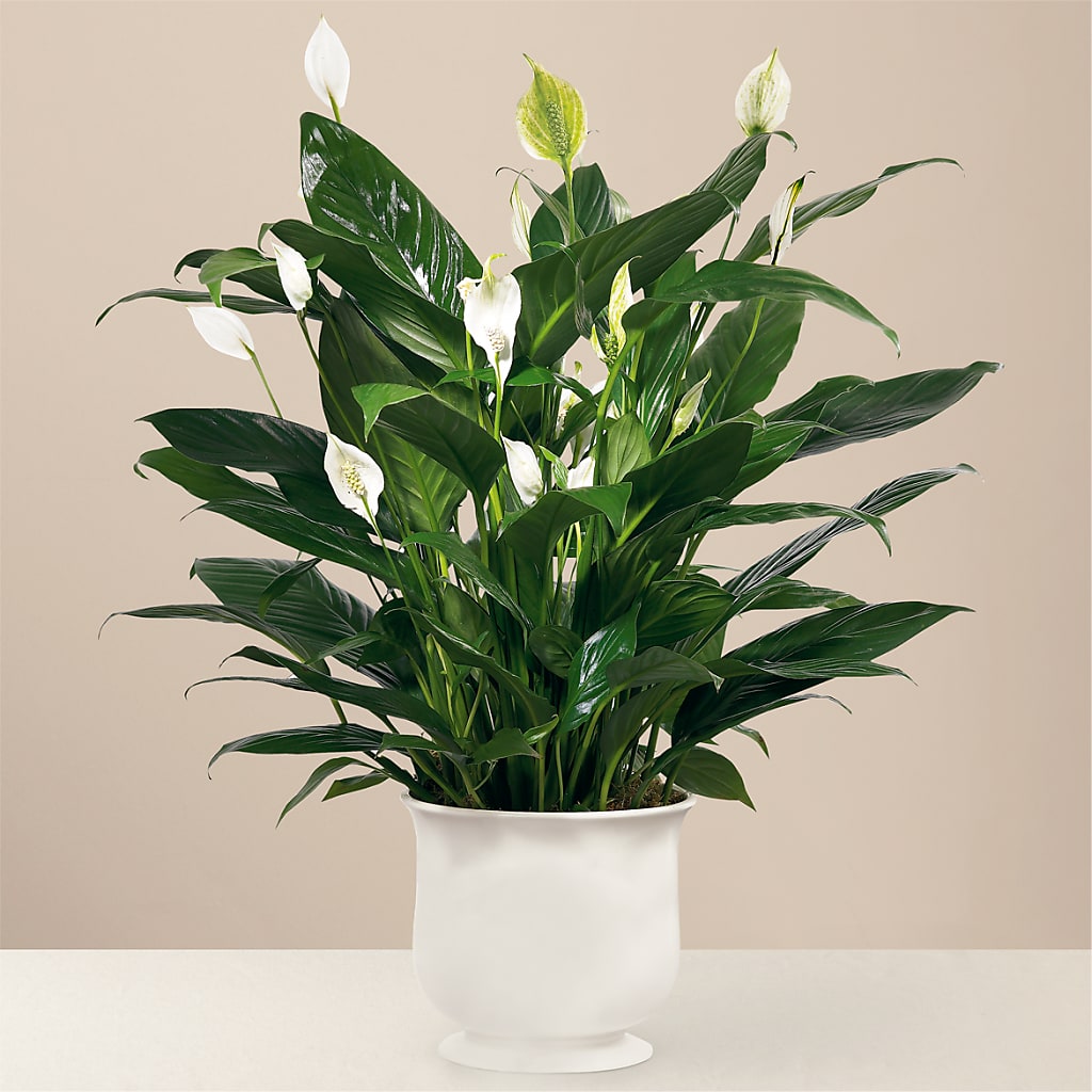 Comfort Planter – A Heavenly Florist, Newport News VA