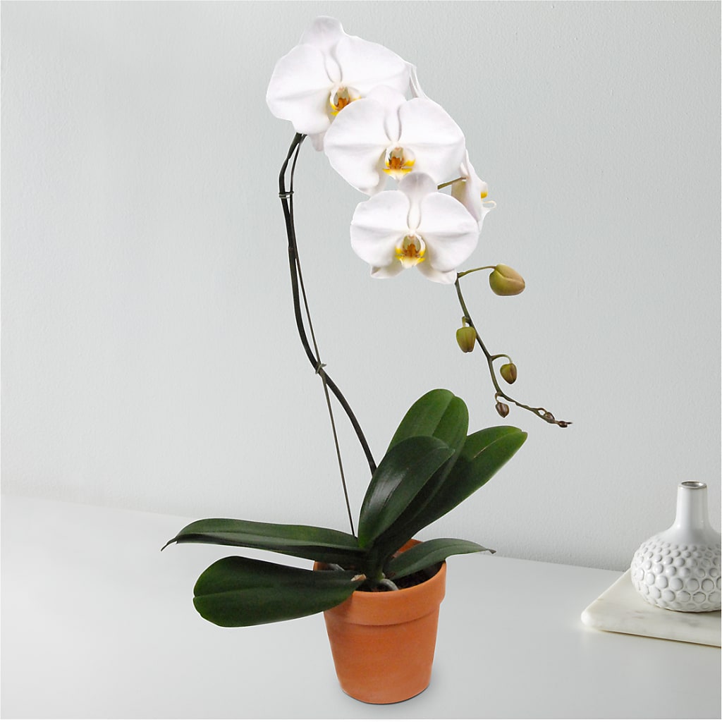 White Cascading Orchid – A Heavenly Florist, Newport News VA