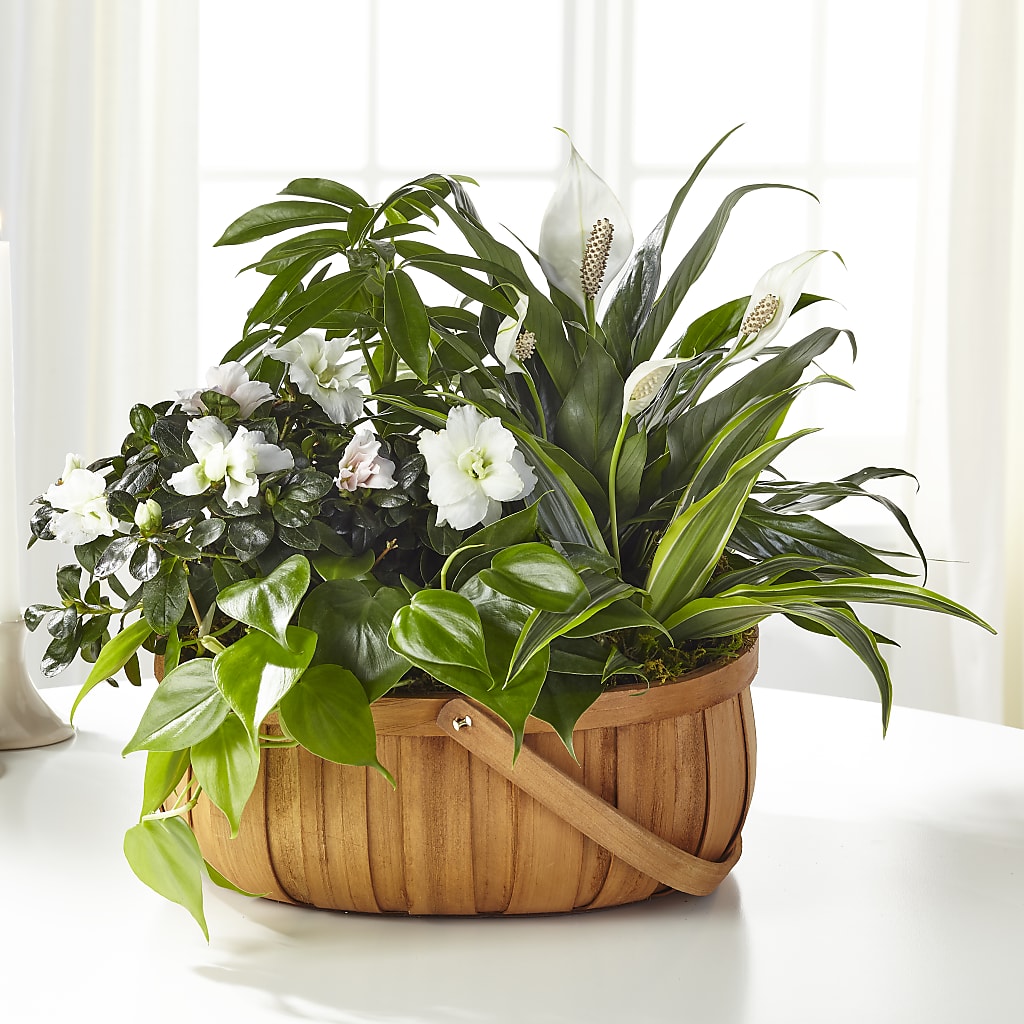 Serene Dishgarden – A Heavenly Florist, Newport News VA