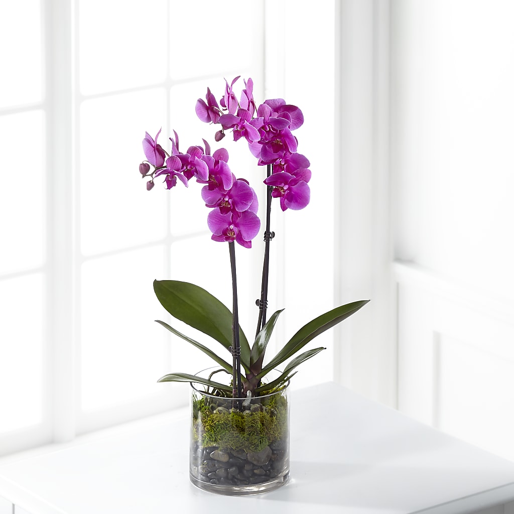 Pink Orchid Plant – A Heavenly Florist, Newport News VA
