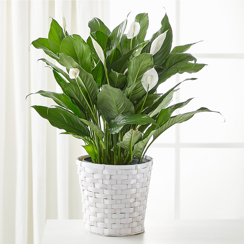 A New Leaf Peace Lily – A Heavenly Florist, Newport News VA