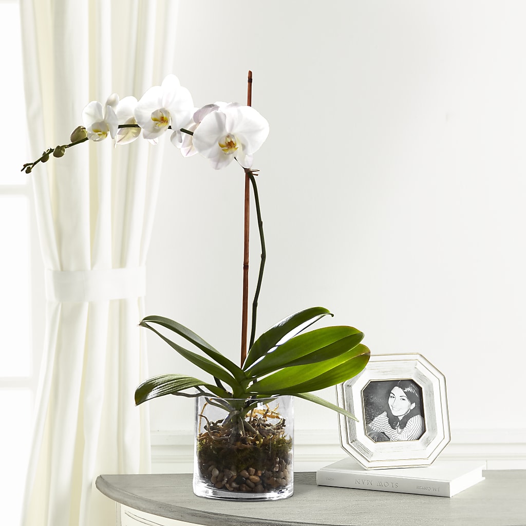 White Orchid Planter – A Heavenly Florist, Newport News VA