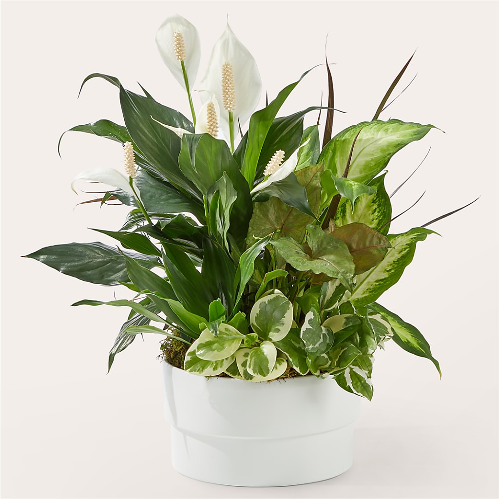 Radiating Positivity Dishgarden – A Heavenly Florist, Newport News VA