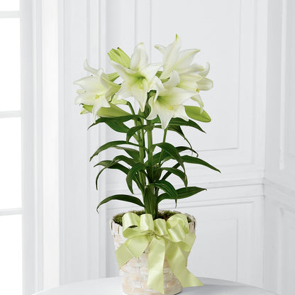 Easter Lily Plant –  A Heavenly Florist, Newport News VA
