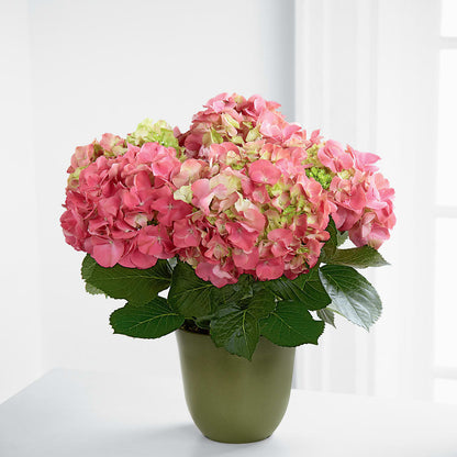 Pink Hydrangea Planter –  A Heavenly Florist, Newport News VA