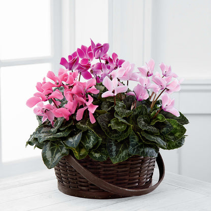 Mixed Cyclamen Planter –  A Heavenly Florist, Newport News VA