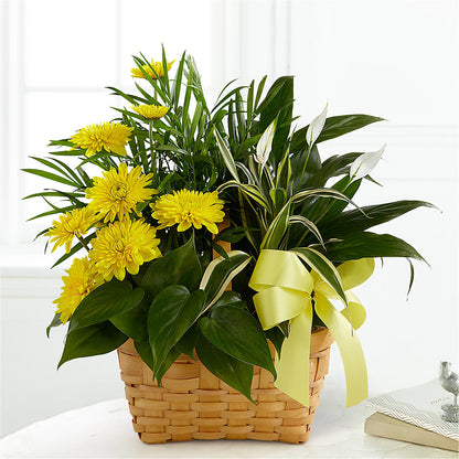 Loving Light Dishgarden –  A Heavenly Florist, Newport News VA