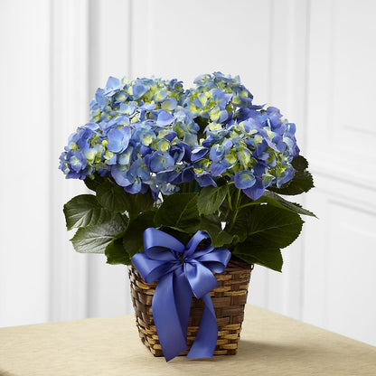 Blue Hydrangea Planter –  A Heavenly Florist, Newport News VA
