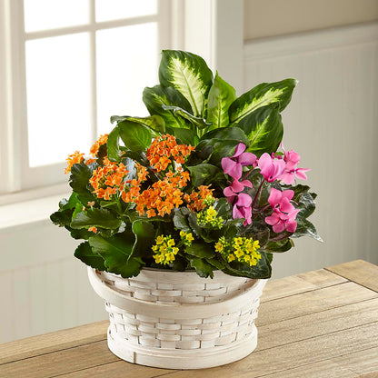 Color Crush Dishgarden –  A Heavenly Florist, Newport News VA