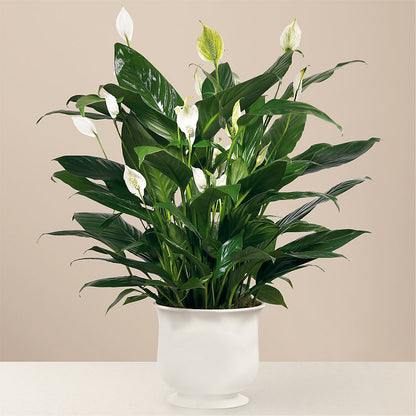 Comfort Planter –  A Heavenly Florist, Newport News VA