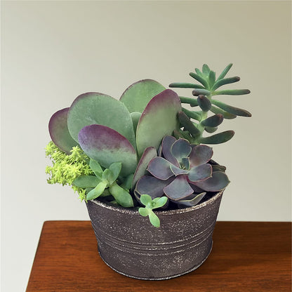 Lush Succulent Garden –  A Heavenly Florist, Newport News VA