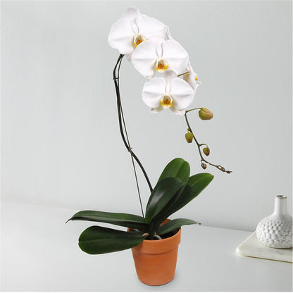 White Cascading Orchid –  A Heavenly Florist, Newport News VA