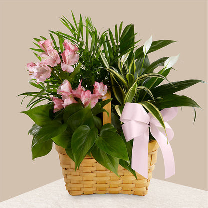 Living Spirit Dishgarden –  A Heavenly Florist, Newport News VA