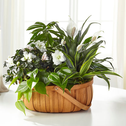 Serene Dishgarden –  A Heavenly Florist, Newport News VA