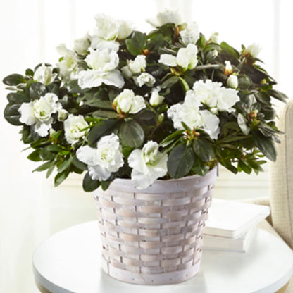 White Azalea Plant –  A Heavenly Florist, Newport News VA