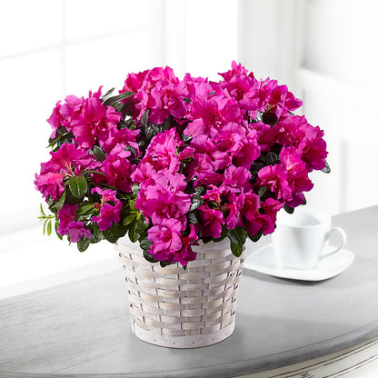 Hope & Serenity Azalea Plant –  A Heavenly Florist, Newport News VA