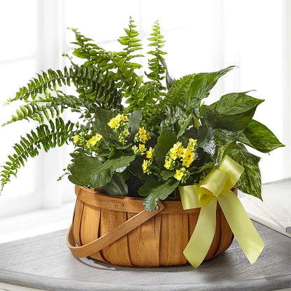 Always Dear Dishgarden –  A Heavenly Florist, Newport News VA