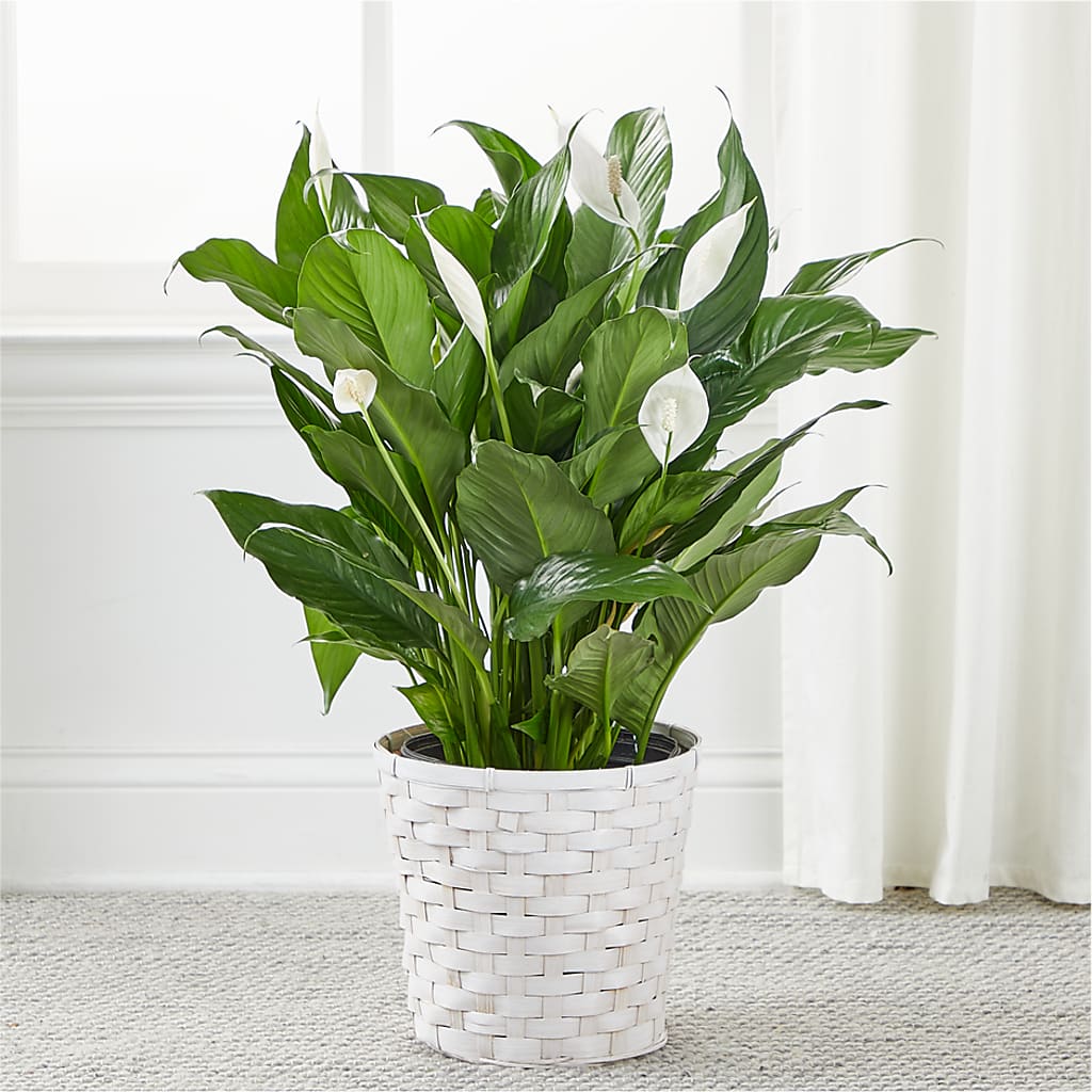 A New Leaf Peace Lily –  A Heavenly Florist, Newport News VA