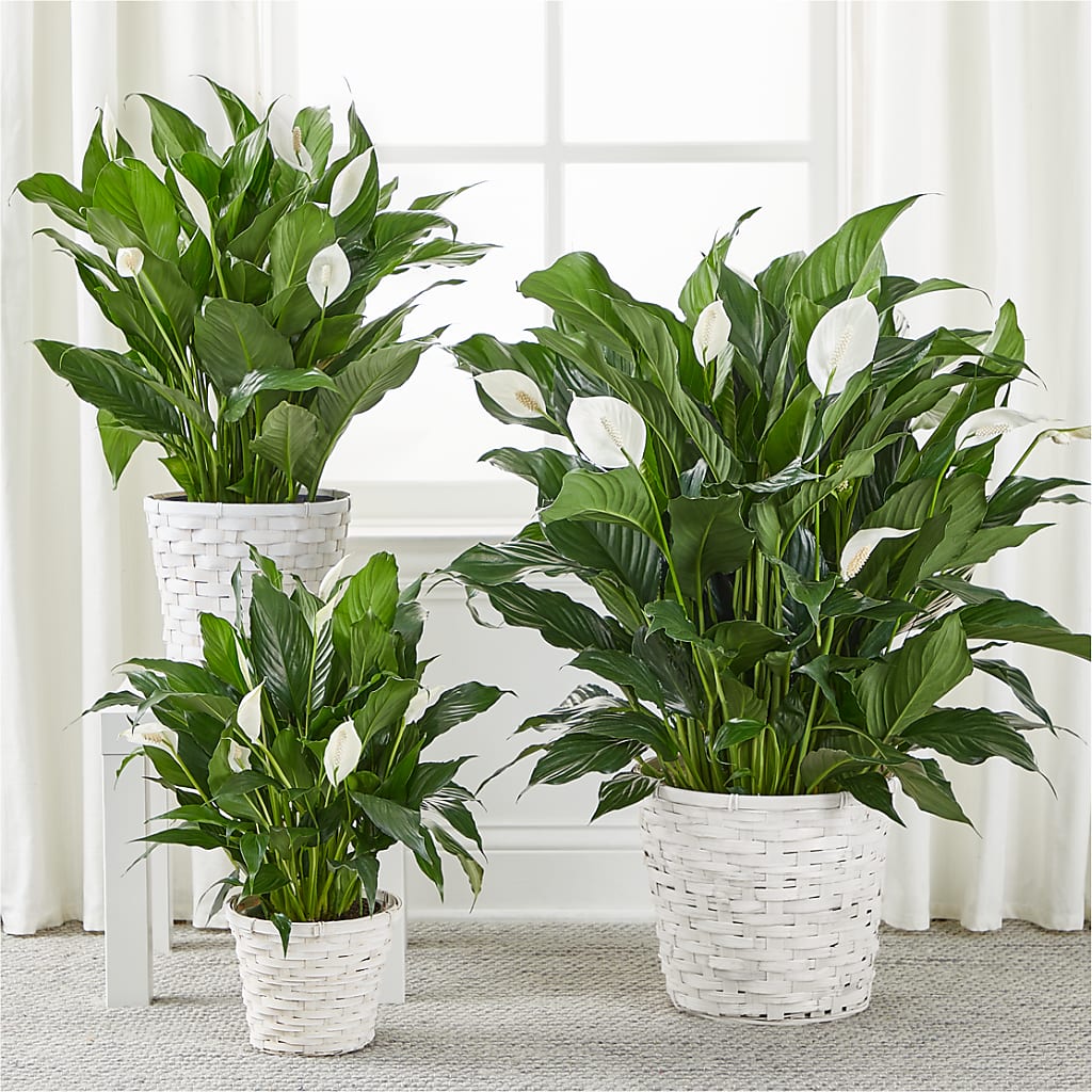 A New Leaf Peace Lily –  A Heavenly Florist, Newport News VA