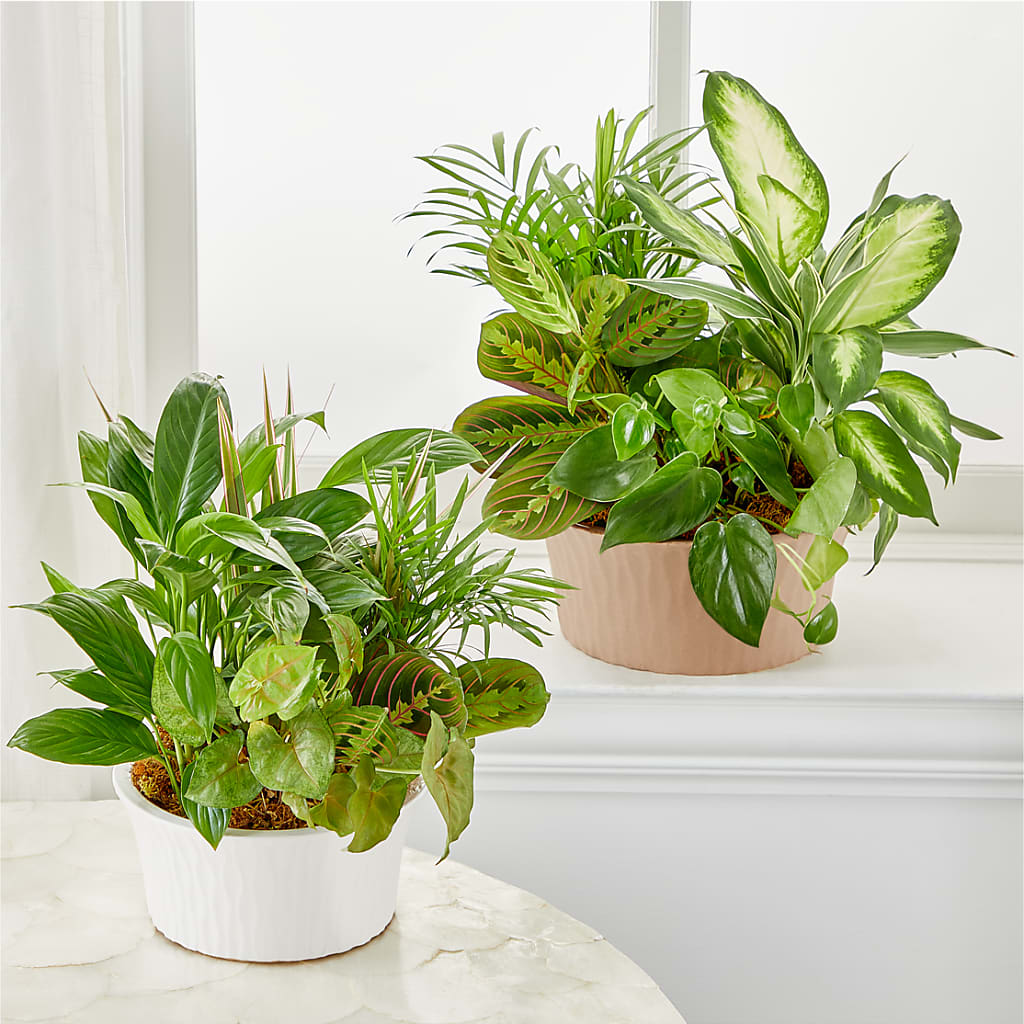 Balance & Harmony Dishgarden –  A Heavenly Florist, Newport News VA