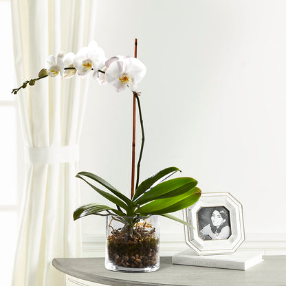 White Orchid Planter –  A Heavenly Florist, Newport News VA