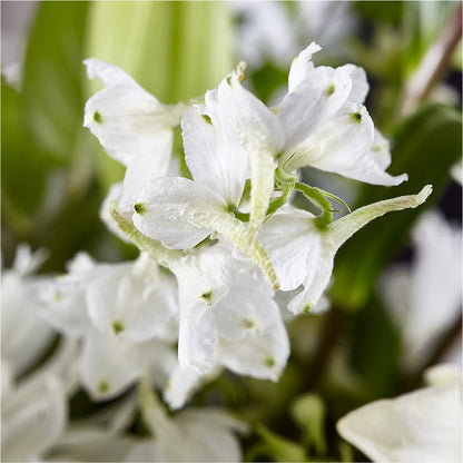 Classic Ivory – A Florist Original –  A Heavenly Florist, Newport News VA