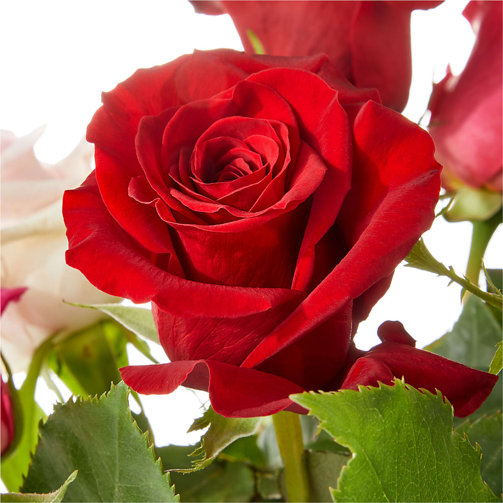 Love Notes Rose Bouquet –  A Heavenly Florist, Newport News VA