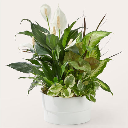 Radiating Positivity Dishgarden –  A Heavenly Florist, Newport News VA